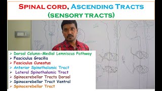 Spinal cord Ascending Tracts sensory tracts Fasciculus Gracilis Cuneatus Spinothalamic tracts [upl. by Haldes]