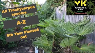 All Trachycarpus species A to Z 2020 [upl. by Ierbua696]