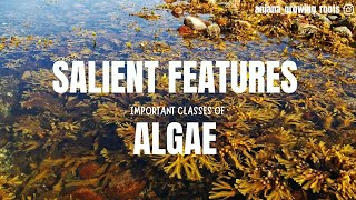 Salient Features Of Algae  Chlorophyceae Pheophyceae Xanthophyceae Rhodophyceae Dinophyceae [upl. by Sieber]