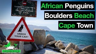 Penguins Boulders Beach Cape Town  All the infoℹ️ [upl. by Feune]