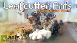 OMG Leafcutter Ants WILL BLOW YOUR MIND  Thanksgiving Special  Part 1 [upl. by Pruter903]