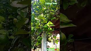 Lemon tree in my garden 💚 beautiful nature ❤️💚🍋shortsfeed shortstrending viralvideo [upl. by Klusek404]