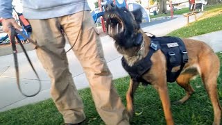 Belgian Malinois Ready To Tear Into Anyone Who Approaches At Dog Park [upl. by Gregoire407]