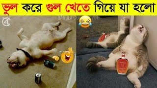 পশুদের মজার কর্মকান্ড ক্যামেরায় ধরা পড়া  Funny Animals Video 2022 Part4  mayajaal [upl. by Sibylla]