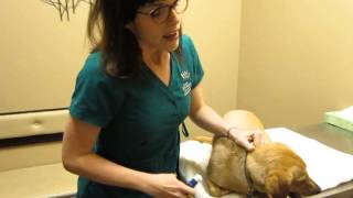 How to give your dog oral allergy drops [upl. by Annoik]