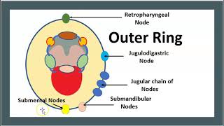 DEVELOPMENT OF THE PALATEHUMAN EMBRYOLOGYDR ROSE JOSE [upl. by Ntsuj]