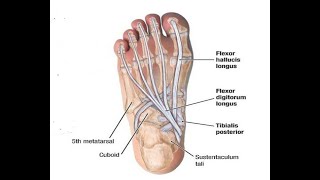 Two Minutes of Anatomy Flexor Digitorum Longus [upl. by Daniels]