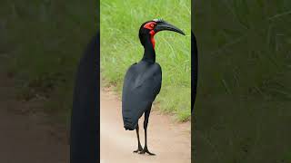 Southern Ground Hornbill birdwatching forestbirds birds birdwatchinglife [upl. by Bryon]