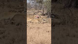 Lionesses Nap beside Giraffe Carcass in Kruger Park slowmotions wildlife nature animals shorts [upl. by Knowles570]