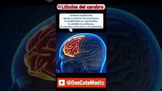 LÓBULOS DEL CEREBRO  OneCuteMedic [upl. by Ragde]