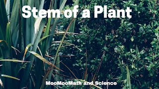 Function of stem in a plant [upl. by Haynor]