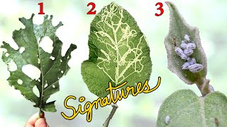 WHAT IS EATING MY PLANTS 👺  Common Garden Pest Control using Leaf Signatures [upl. by Yeblehs]