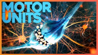 Motor Units Where Nerve Meets Muscle  Corporis [upl. by Phineas]