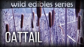 Cattail  Wild Edibles Series [upl. by Aver]