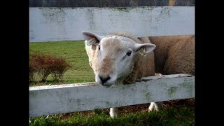 Texel Sheep at Hilltop Acres Farm in the Fall of 2015 [upl. by Apfel281]