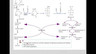 517 Understand not memorize metabolism Postprandial Pentose phosphate pathway [upl. by Airdnahs]