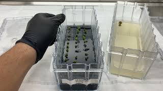 Plant tissue culture Subculture ranting of lophs [upl. by Antonio]