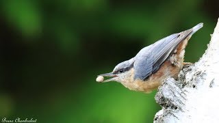 chant et cris sittelle torchepot et pivert call amp song nuthach and green woodpecker [upl. by Melvyn599]