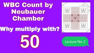 WBCs Manual Count through Neubauer Chamber and its calculation [upl. by Leasim]