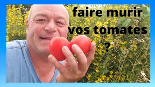 comment faire mûrir vos tomates [upl. by Aihsyak]