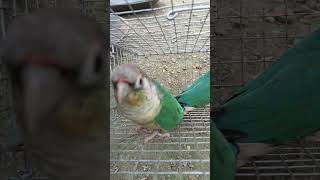 blue yellow sided conure birds sell shortvideo [upl. by Yulma365]