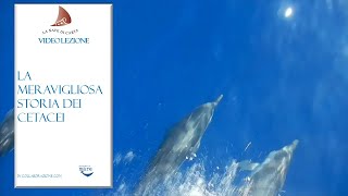 La meravigliosa storia dei cetacei [upl. by Keeley649]