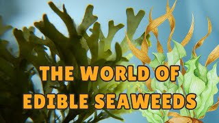 The World of Edible Seaweeds [upl. by Hilbert]