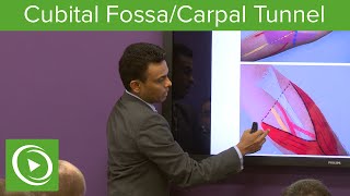 Cubital Fossa amp Carpal Tunnel – MRCS  Lecturio [upl. by Wilonah]