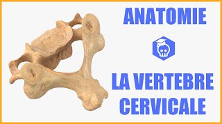 ANATOMIE  LA VERTEBRE CERVICALE TYPE [upl. by Nosnarb]