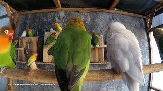 3 Hours Lovebird Chirping Sounds  August42019 [upl. by Schmidt]