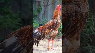 sandaseval videos  sandakoli valarppu  kattu seval shorts rooster aseel [upl. by Ralph]