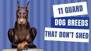 11 Guard Dog Breeds That Don’t Shed  Dog show [upl. by Eimoan438]