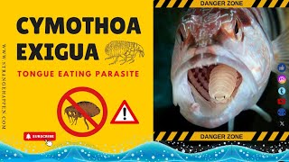 Cymothoa exigua Tongue Eating louse [upl. by Quentin937]