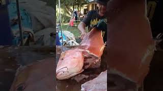 Slabbing of some red Emperor fishing fish seafood coraltrout redemperor pilbara [upl. by Iveel]