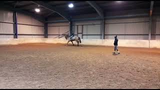 Oilean Unica  Flatwork lesson [upl. by Atnohs674]