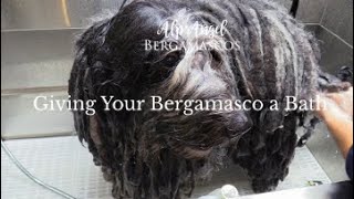 Giving Your Bergamasco a Bath [upl. by Yarehs]