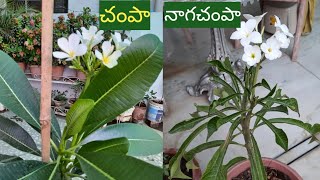 taking care of Plumeria n Plumeria Pudica plantsతీసుకోవాల్సిన జాగ్రత్తలు [upl. by Euqcaj]