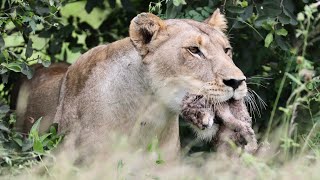 Lioness Carrying Hour Old Cubs  Kruger National Park [upl. by Ecylla]