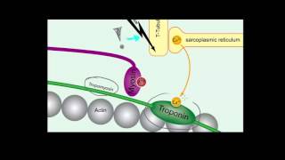 Tropomiozyna i troponina [upl. by Riccio]