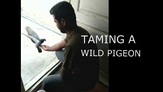 How to tame a wild Pigeon [upl. by Greeson]