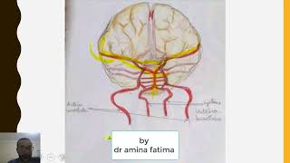 polygone de willis et vascularisation de lencéphale [upl. by Eisse]
