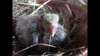 Jeune pigeon cauchois à 8 jours le 16 mai 2014 [upl. by Okorih]