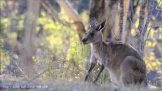 Eastern grey kangaroo Macropus giganteus [upl. by Yeo]