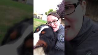 Welcome to SitStay with Stacy Slade I train and groom amazing Bernese Mountain Dogs [upl. by Zadack659]