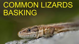 Common Lizard Zootoca vivipara  European Herptiles [upl. by Fogarty241]