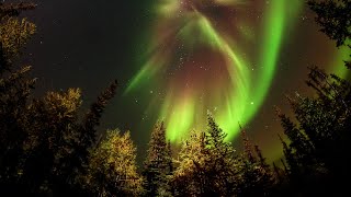 Forrest Northern Lights 4k [upl. by Htiekal]