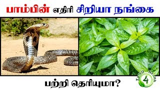 பாம்பின் எதிரி சிறியா நங்கை பற்றி தெரியுமா nilavempu [upl. by Dymoke]