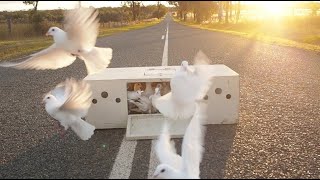 Relaxing White Dove Release and Fly Compilation  A Message Of Hope amp Inspiration [upl. by Leach503]