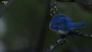 Male Eastern Bluebird preening [upl. by Gerald250]