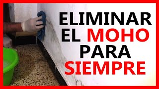 Como quitar el MOHO de pared FÁCILMENTE y olvidarse [upl. by Elinor]